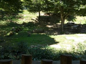 Loup