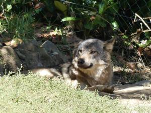 Loup