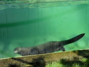 Loutre géante