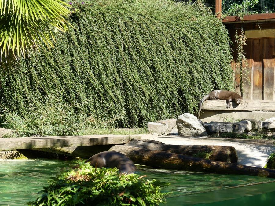 Loutre géante