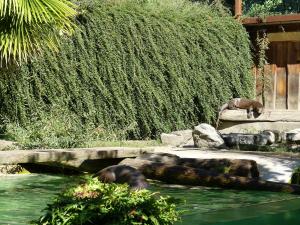 Loutre géante