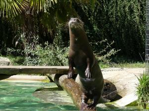 Loutre géante