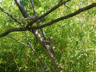 Saïmiri de Bolivie - 2020