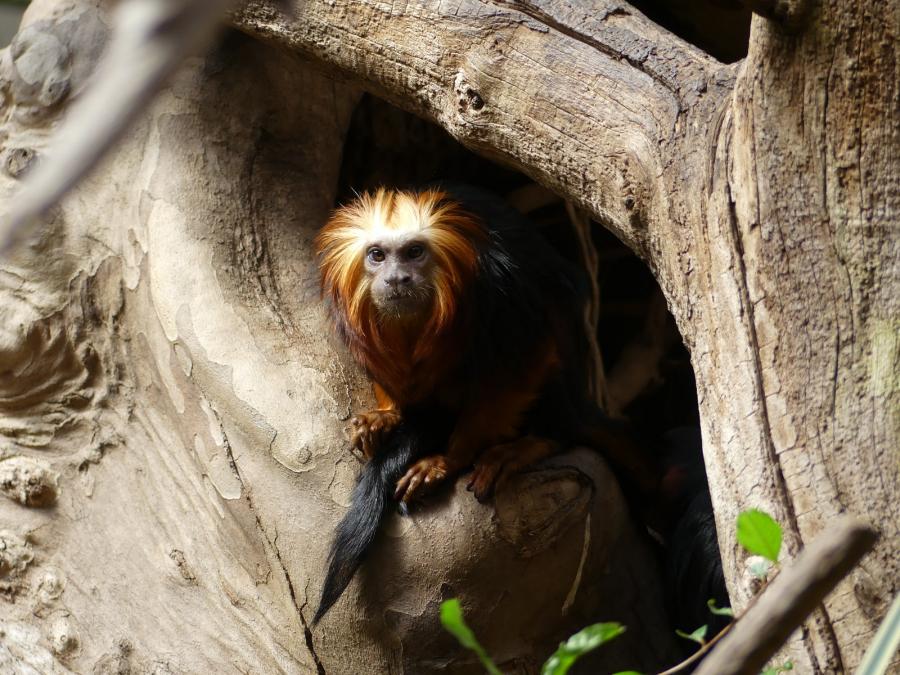 Tamarin lion à tête dorée