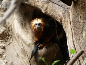 Tamarin lion à tête dorée