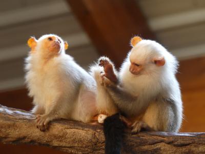 Ouistiti argenté - 2020