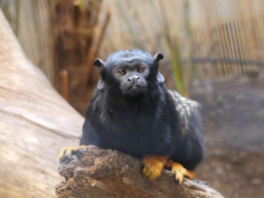 Tamarin à mains rousses