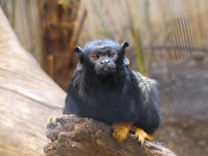 Tamarin à mains rousses