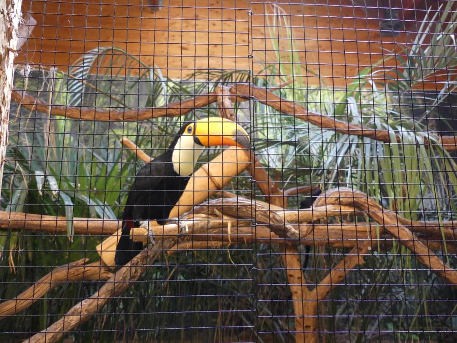 Toucan toco