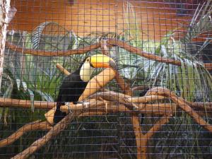 Toucan toco