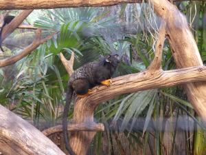 Tamarin à mains rousses