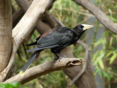 Cassique huppé - 2020