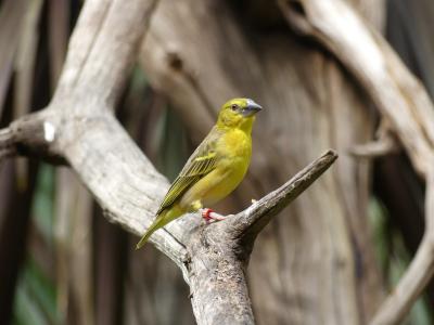 Tisserin gendarme - 2020
