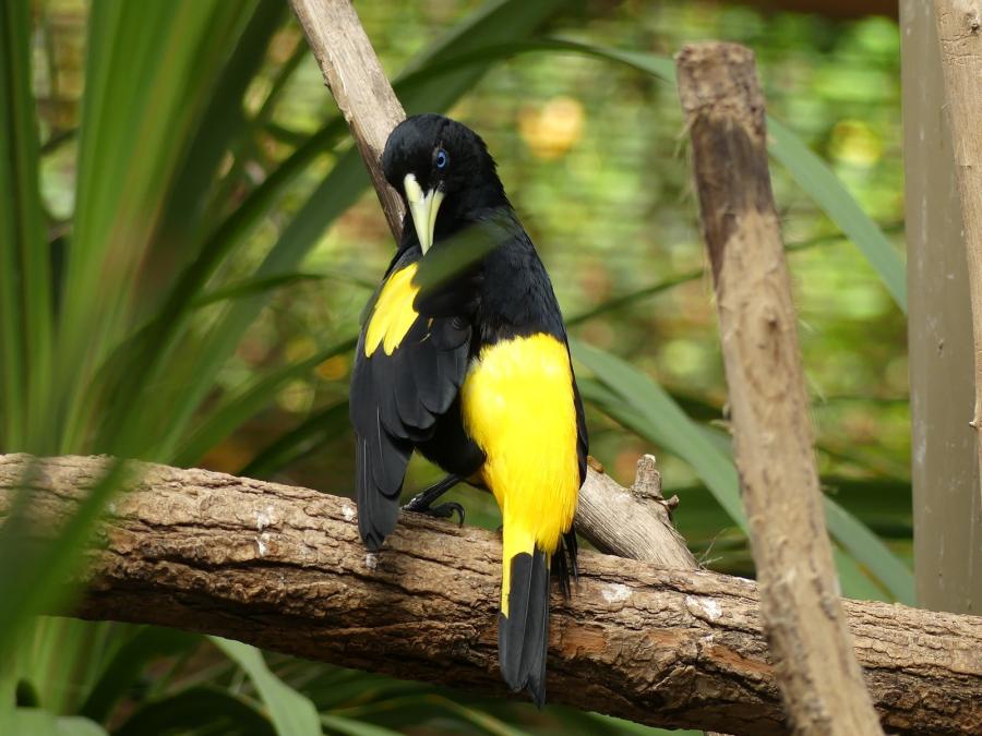 Cassique cul jaune