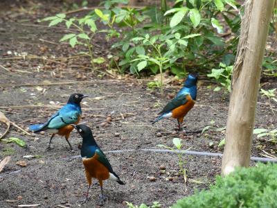 Spréo superbe - 2020