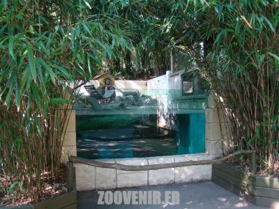 Loutre d'Asie - 2011