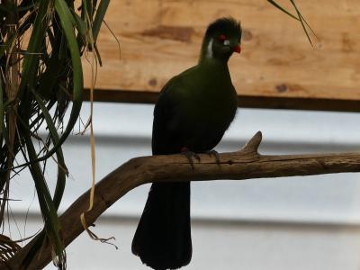 Touraco à joues blanches - 2020