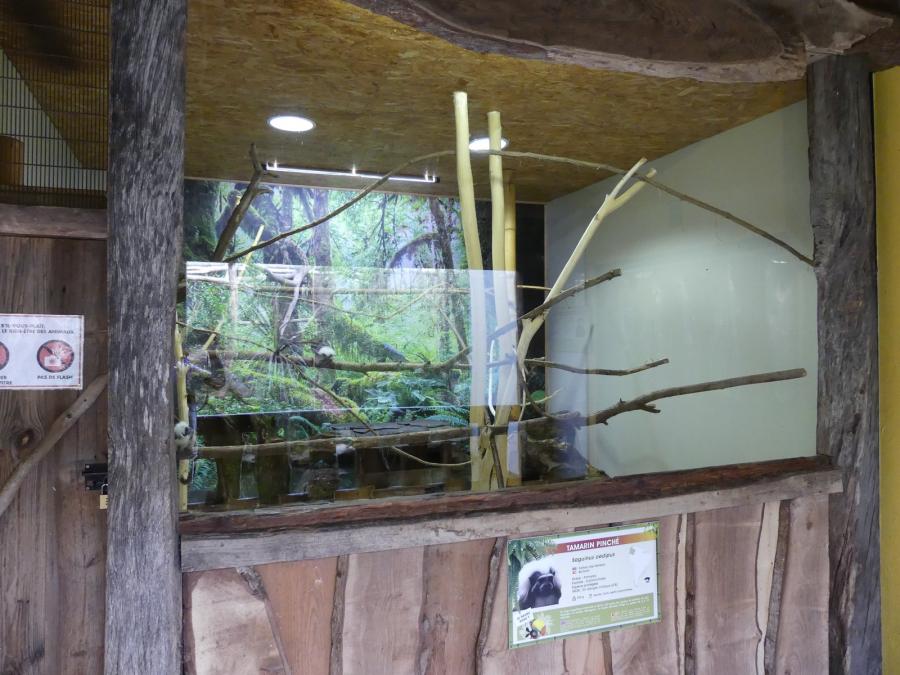 Tamarin pinché