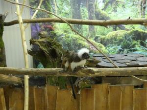 Tamarin pinché