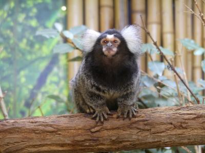 Ouistiti à toupets blancs - 2020