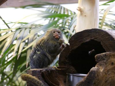 Ouistiti pygmée - 2020