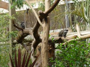 Tamarin empereur
