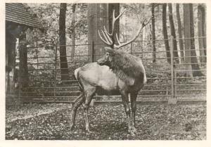 Cerf Wapiti