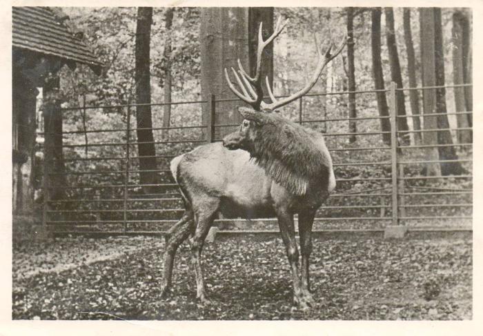 Cerf Wapiti