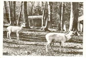 Daims blancs - 1967