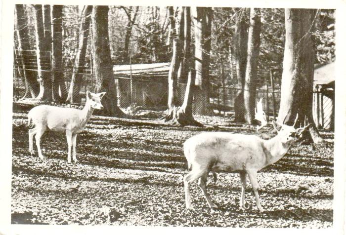 Daims blancs - 1967
