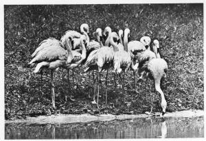 Flamants roses - 1958