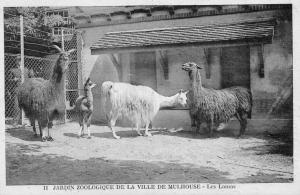 Les Lamas