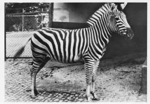 Zèbre - 1955