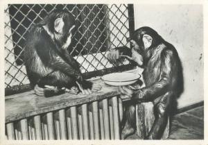 Chimpanzés