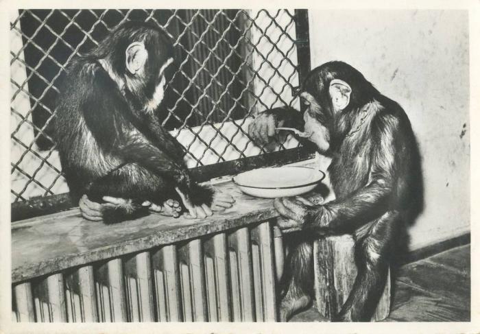 Chimpanzés