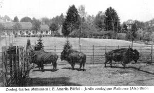 Bisons