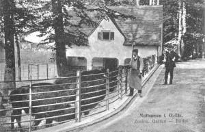 w mulhouse bisons 1917