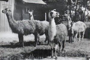 w mulhouse lamas