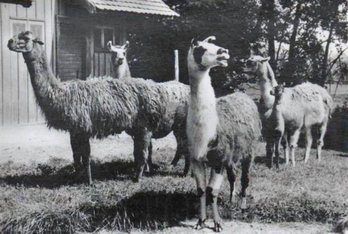 w mulhouse lamas