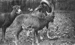Mouflons