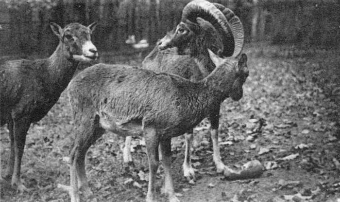 Mouflons