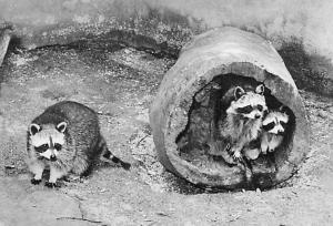 Ratons laveurs