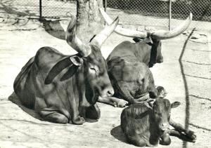Watussis - 1971