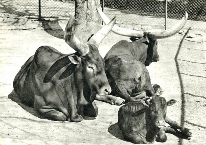 Watussis - 1971