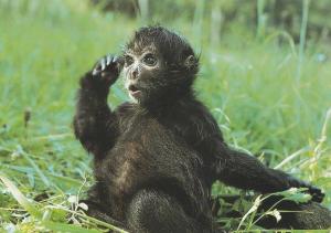 Atèle noir de Colombie (Ateles fusciceps robustus)