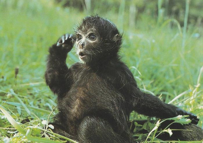 Atèle noir de Colombie (Ateles fusciceps robustus)