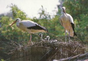 Cigogne blanche