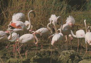 Flamant rose (Phoenicopterus ruber roseus