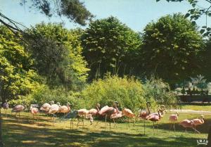 Flamants rose - Flamants de Cuba - Flamants du Chili - 1972