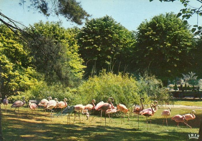 Flamants rose - Flamants de Cuba - Flamants du Chili - 1972